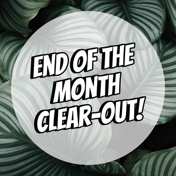 End of the Month Clear-Out! - Picture 1 of 1